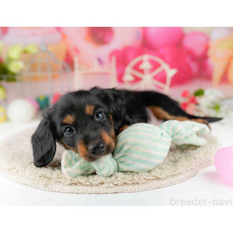 販売中の千葉県のミニチュアダックスフンド(ロングヘアード)-449772の11枚目