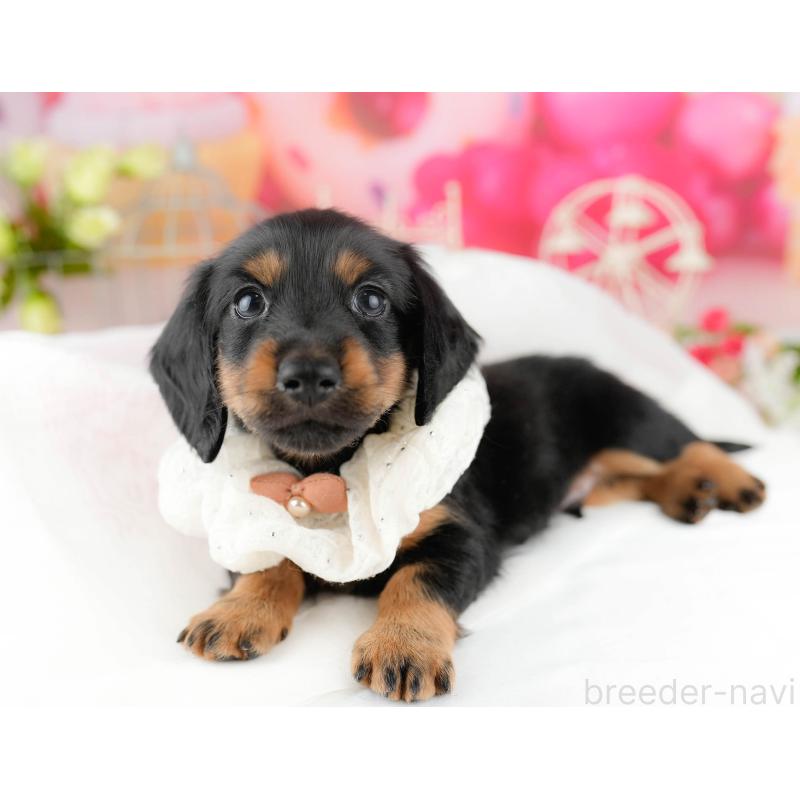 販売中の千葉県のミニチュアダックスフンド(ロングヘアード)-449772の10枚目