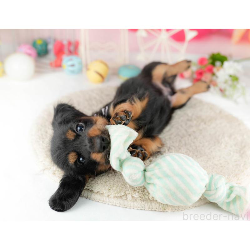 販売中の千葉県のミニチュアダックスフンド(ロングヘアード)-449772の9枚目