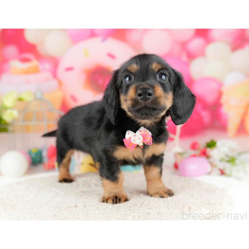 販売中の千葉県のミニチュアダックスフンド(ロングヘアード)-449772の7枚目