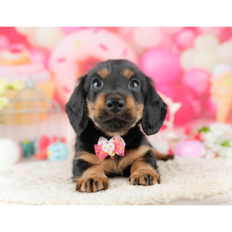 販売中の千葉県のミニチュアダックスフンド(ロングヘアード)-449772の5枚目