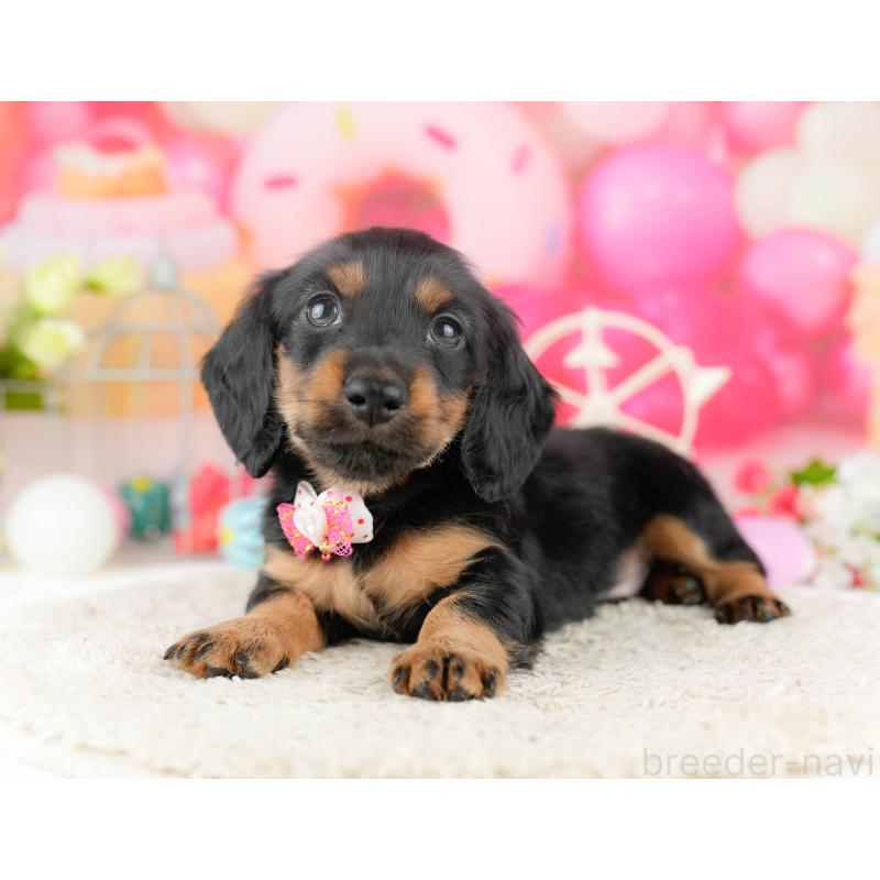 販売中の千葉県のミニチュアダックスフンド(ロングヘアード)-449772の4枚目