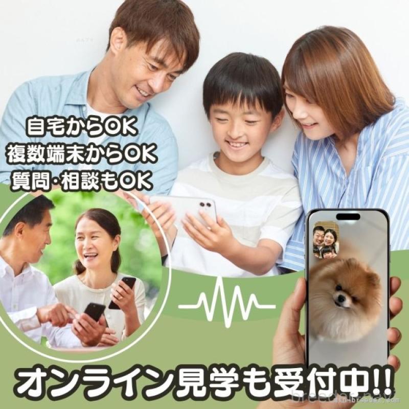 販売中の千葉県のチワズー:チワワ×シーズー-449773の21枚目