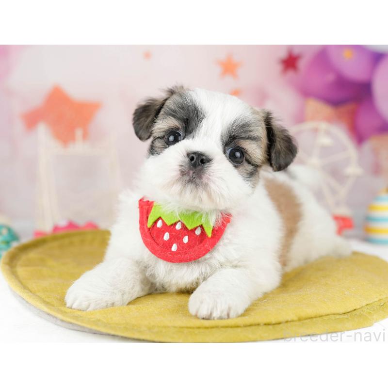 販売中ののチワズー:チワワ×シーズー-449773