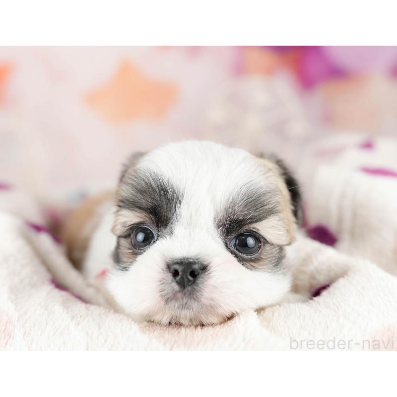 販売中の千葉県のチワズー:チワワ×シーズー-449773の10枚目