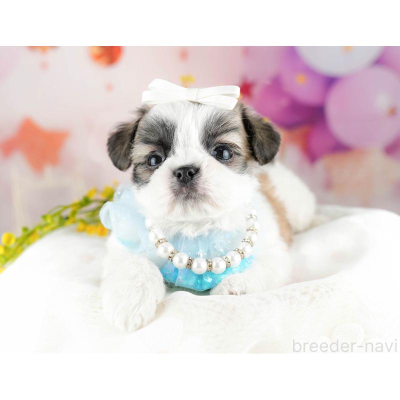 販売中の千葉県のチワズー:チワワ×シーズー-449773の9枚目