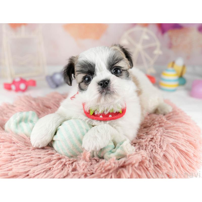 販売中の千葉県のチワズー:チワワ×シーズー-449773の8枚目