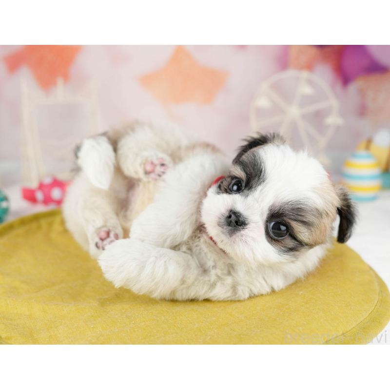 販売中の千葉県のチワズー:チワワ×シーズー-449773の7枚目