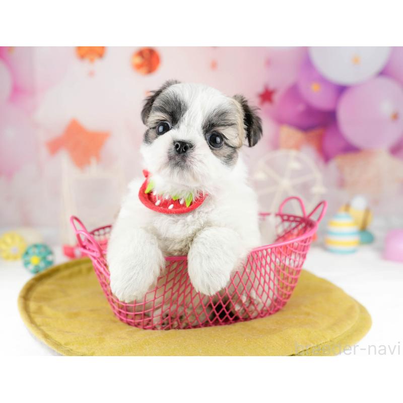 販売中の千葉県のチワズー:チワワ×シーズー-449773の6枚目