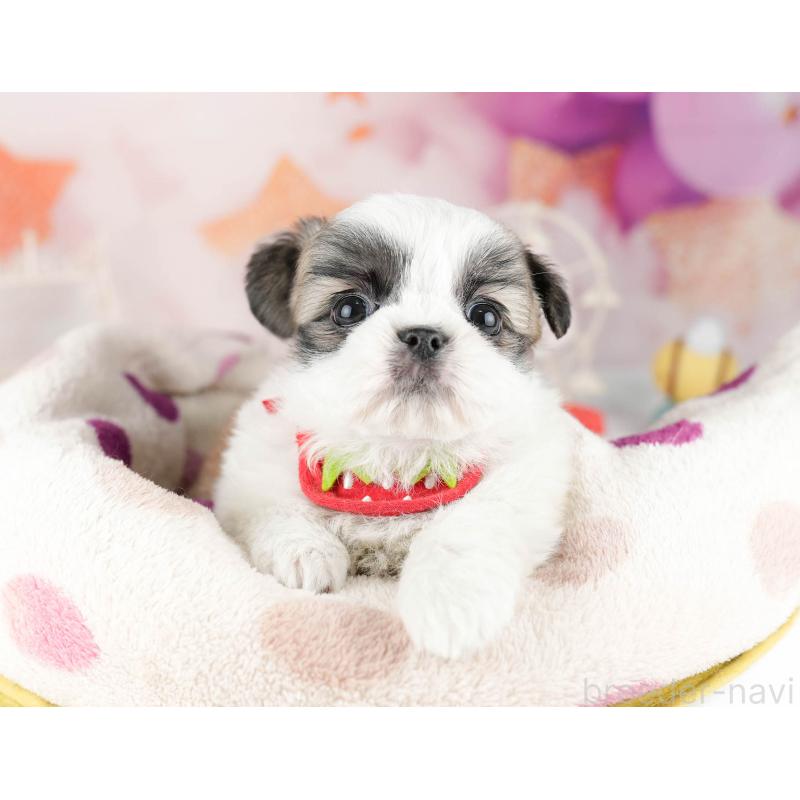 販売中の千葉県のチワズー:チワワ×シーズー-449773の4枚目