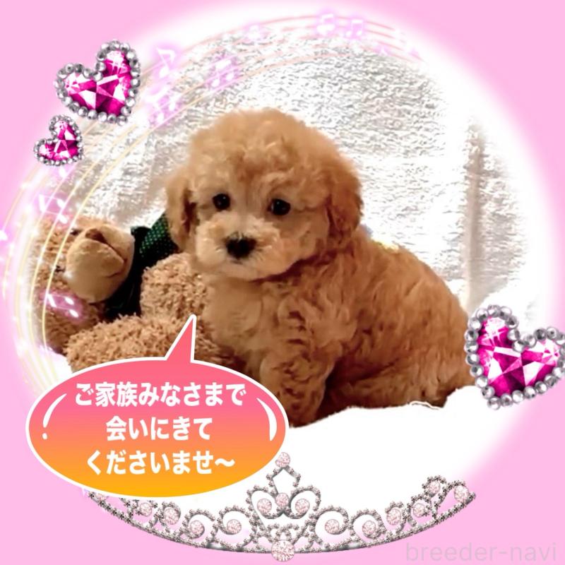 販売中の大阪府のタイニープードル-449457の14枚目