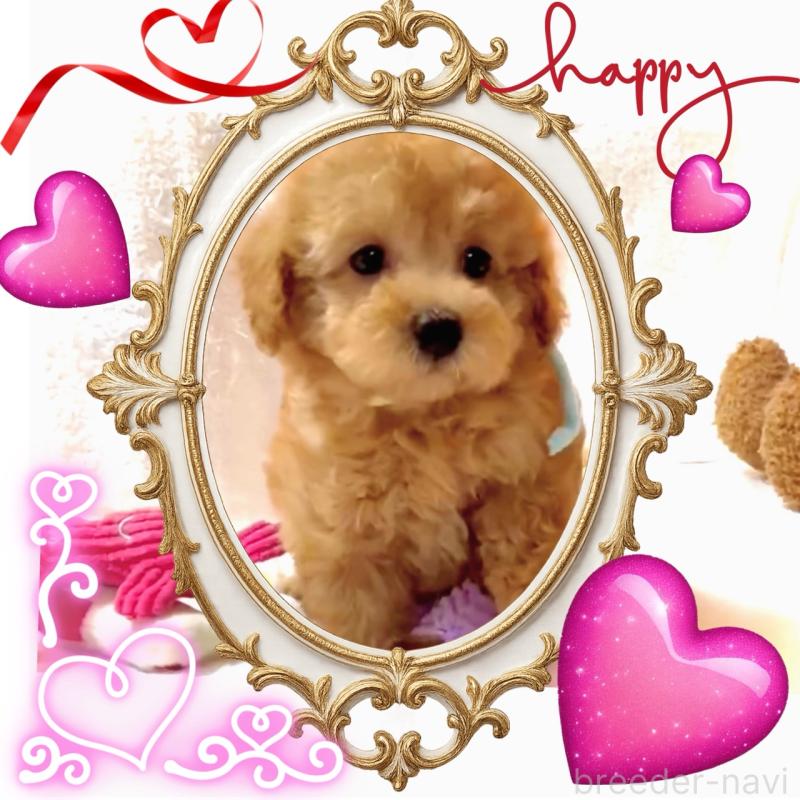 販売中の大阪府のタイニープードル-449457の15枚目