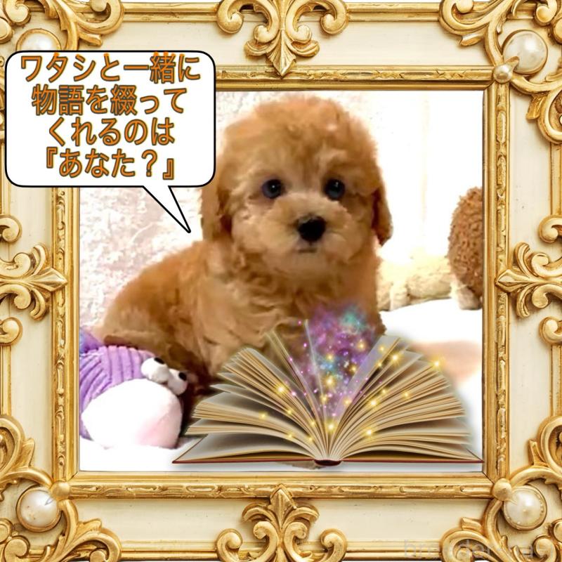 販売中の大阪府のタイニープードル-449457