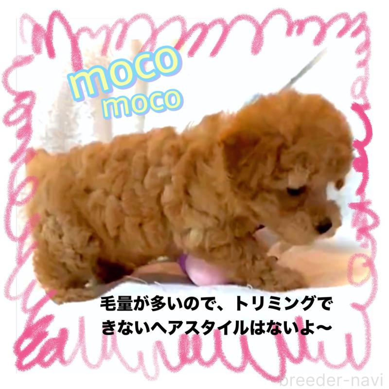販売中の大阪府のタイニープードル-449457の11枚目