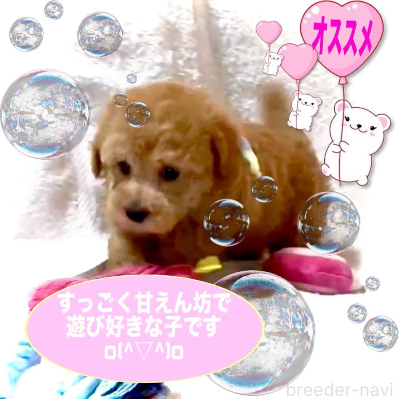 販売中の大阪府のタイニープードル-449457の10枚目