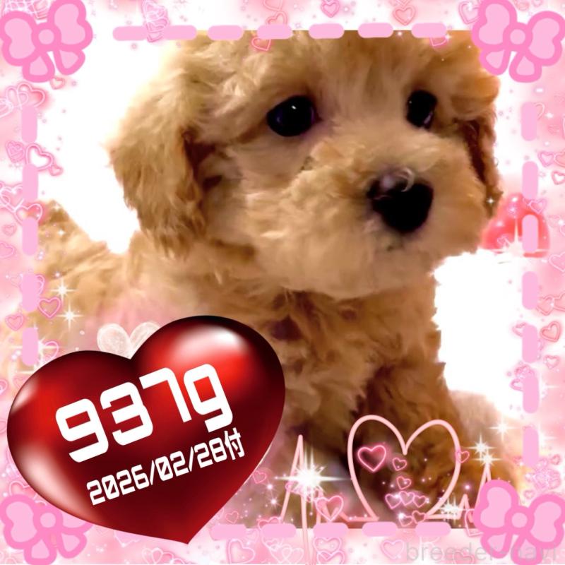 販売中の大阪府のタイニープードル-449457の9枚目