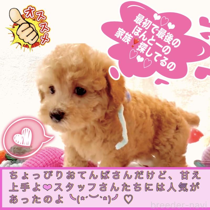 販売中の大阪府のタイニープードル-449457の8枚目