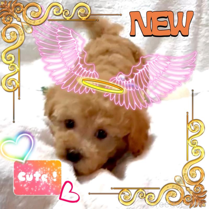 販売中の大阪府のタイニープードル-449457の7枚目