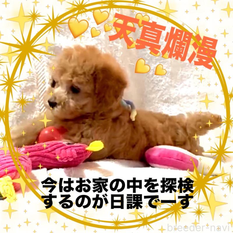 販売中の大阪府のタイニープードル-449457の6枚目