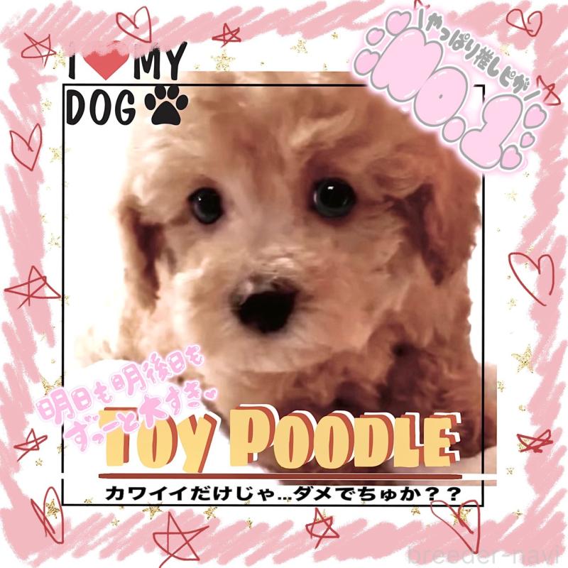 販売中の大阪府のタイニープードル-449457の5枚目