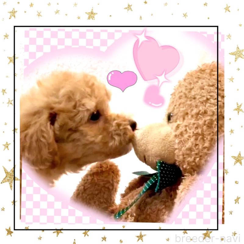 販売中の大阪府のタイニープードル-449457の4枚目