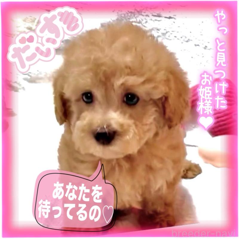 販売中の大阪府のタイニープードル-449457の3枚目