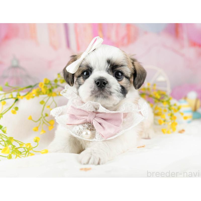 販売中の千葉県のチワズー:チワワ×シーズー-449774の1枚目