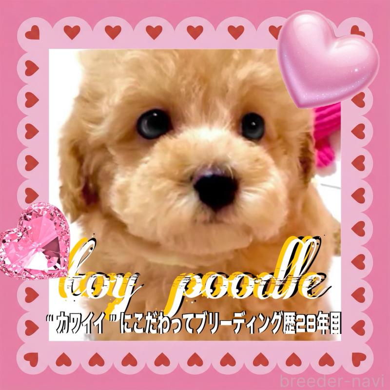 販売中の大阪府のタイニープードル-449457の2枚目