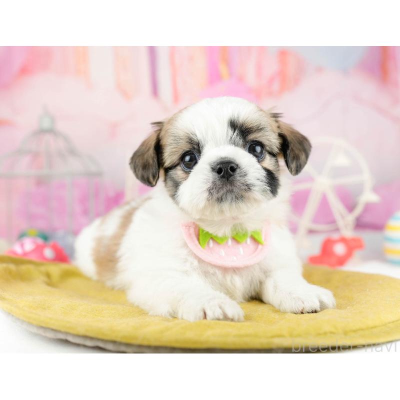 販売中の千葉県のチワズー:チワワ×シーズー-449774の11枚目