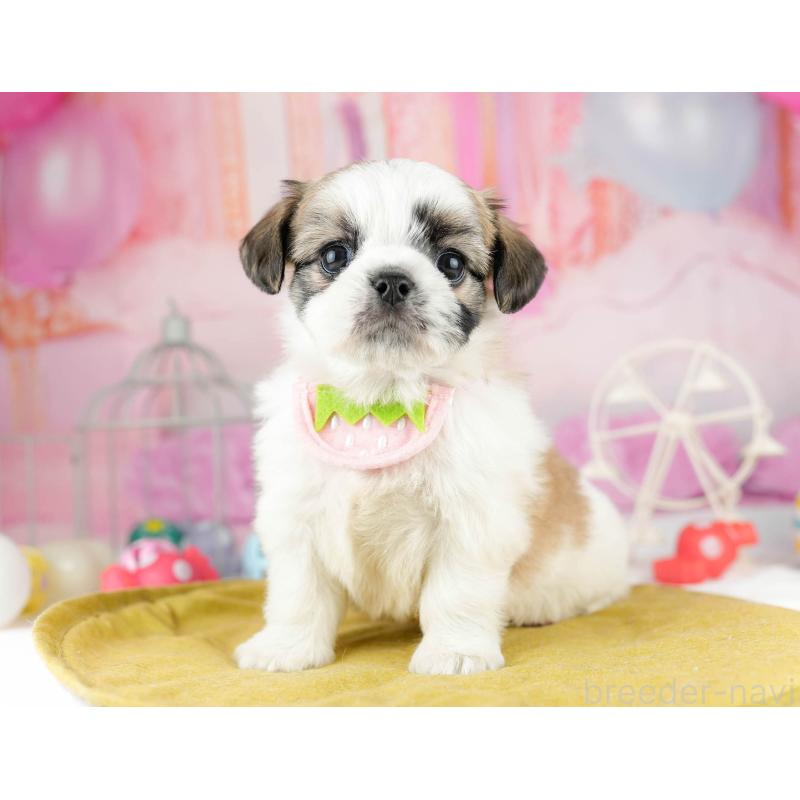 販売中の千葉県のチワズー:チワワ×シーズー-449774の10枚目