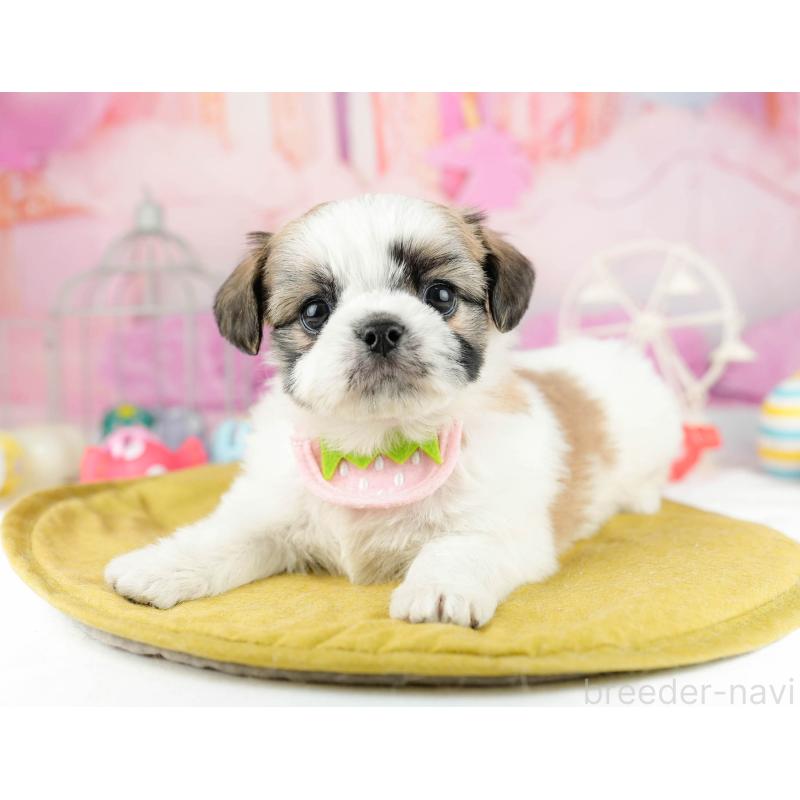 販売中の千葉県のチワズー:チワワ×シーズー-449774の6枚目