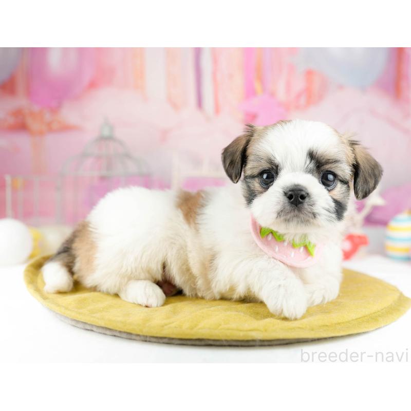 販売中の千葉県のチワズー:チワワ×シーズー-449774の5枚目