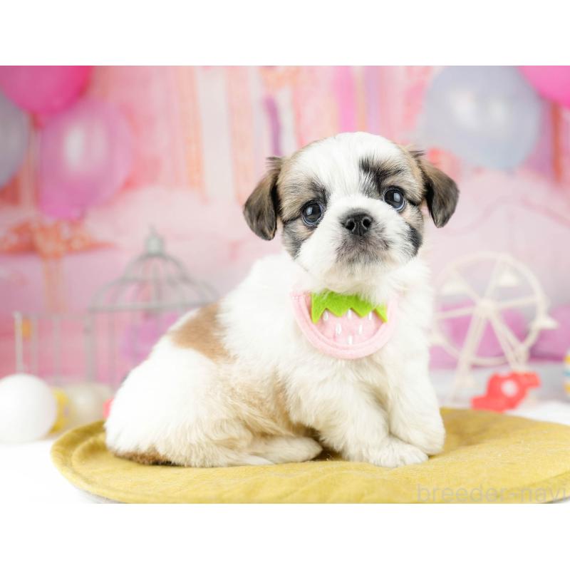 販売中の千葉県のチワズー:チワワ×シーズー-449774の4枚目