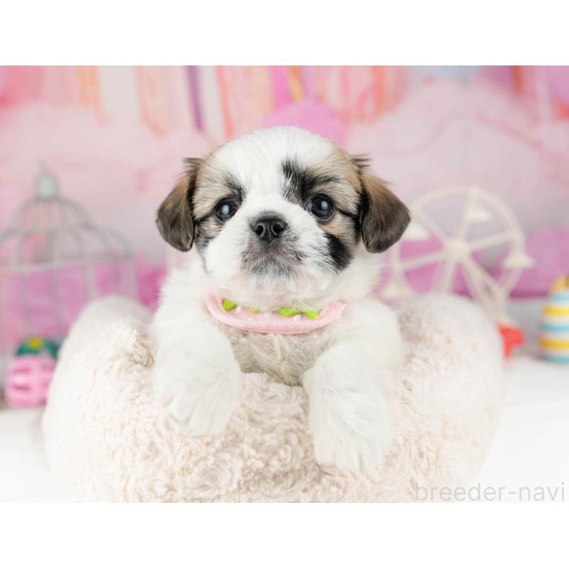 販売中の千葉県のチワズー:チワワ×シーズー-449774の3枚目