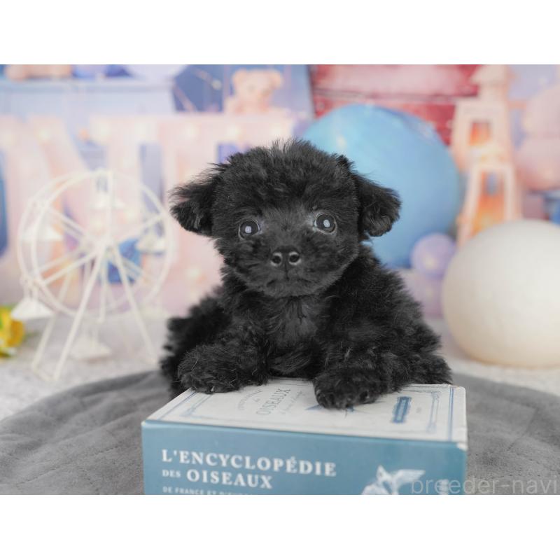 販売中の千葉県のトイプードル-449875