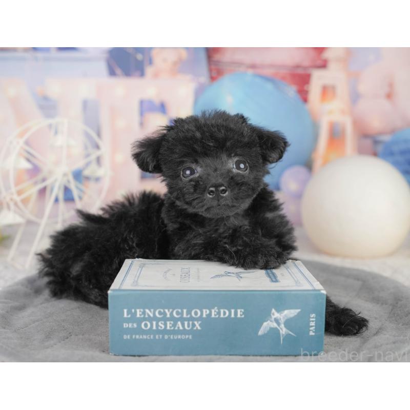 販売中の千葉県のトイプードル-449875の11枚目