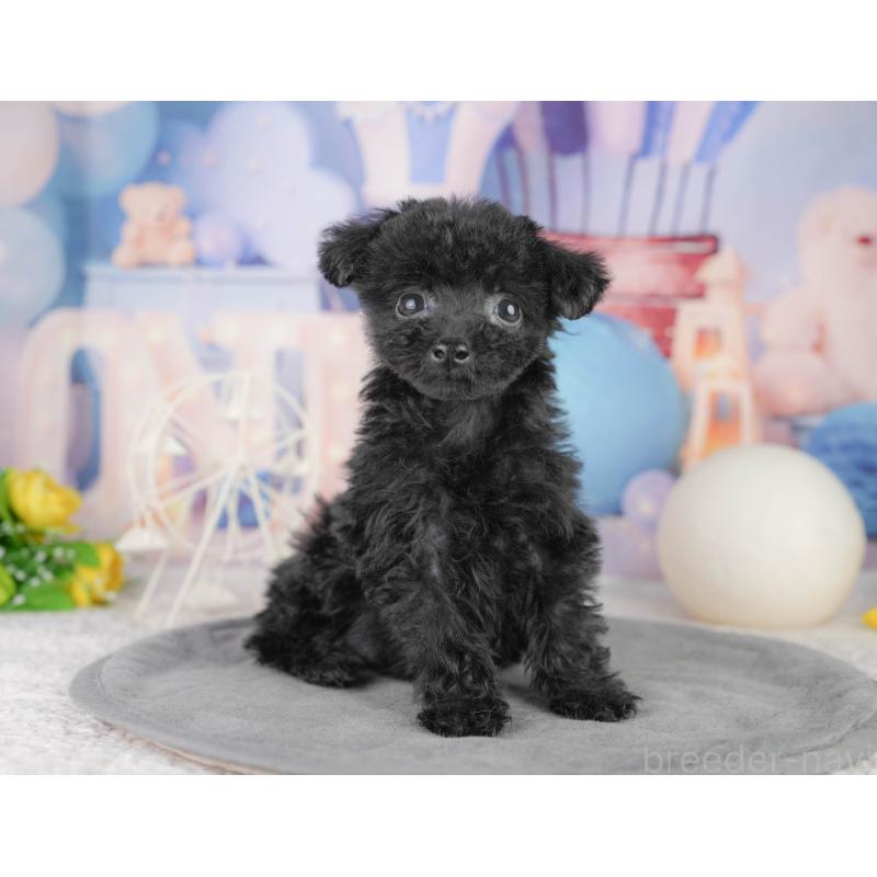 販売中の千葉県のトイプードル-449875の10枚目