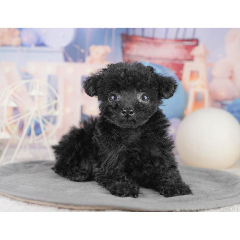 販売中の千葉県のトイプードル-449875の9枚目