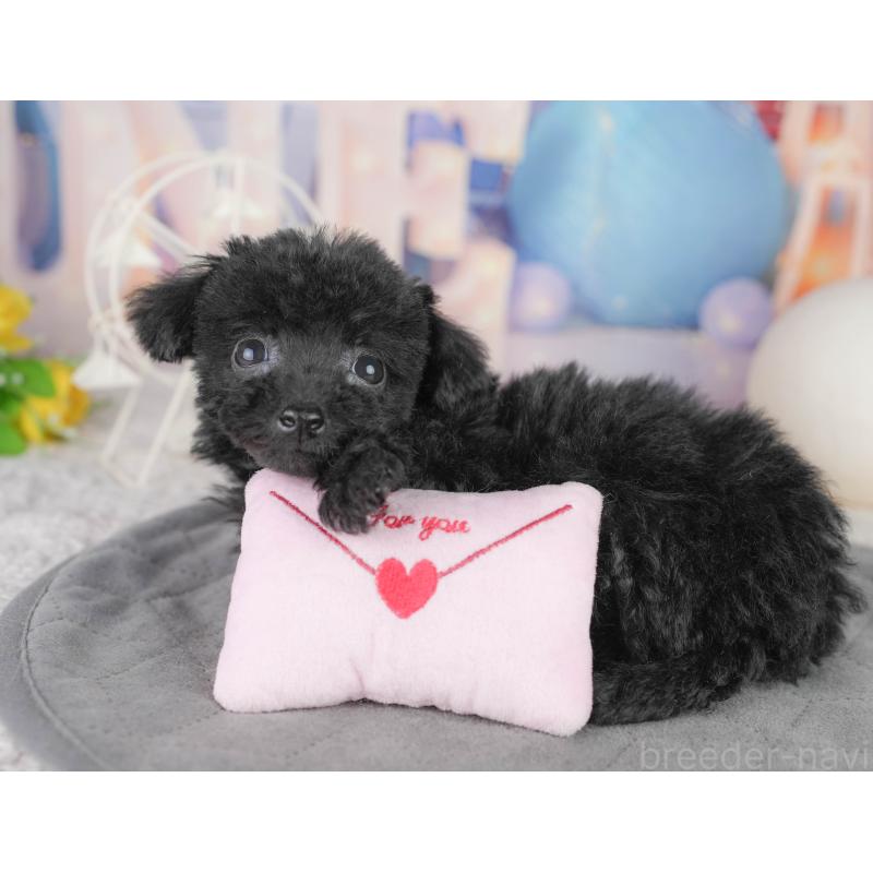 販売中の千葉県のトイプードル-449875の8枚目