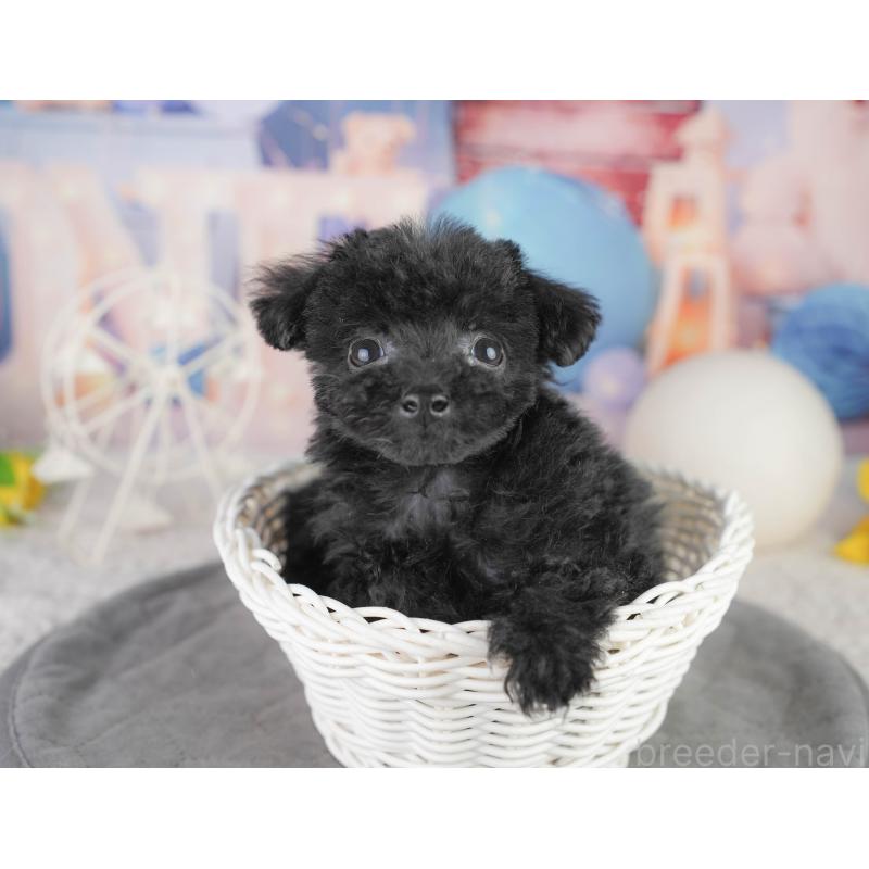 販売中の千葉県のトイプードル-449875の7枚目