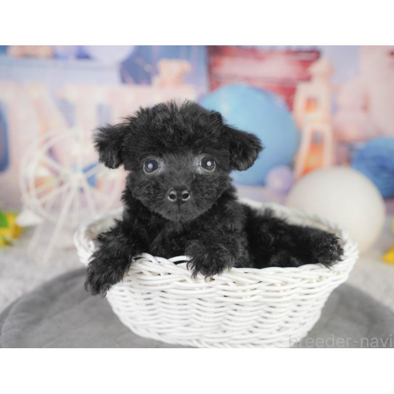 販売中の千葉県のトイプードル-449875の6枚目