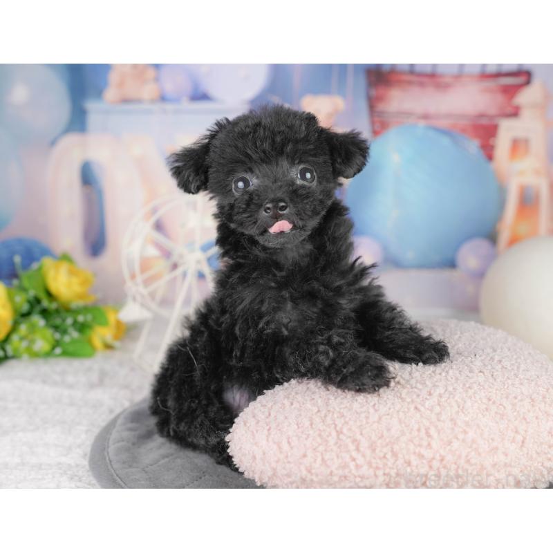 販売中の千葉県のトイプードル-449875の4枚目