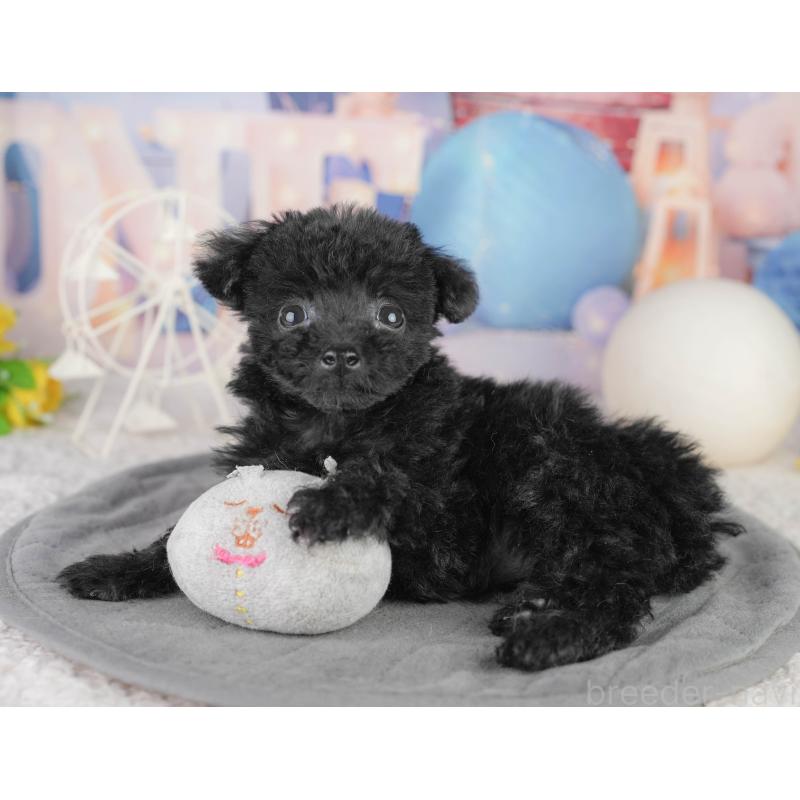 販売中の千葉県のトイプードル-449875の3枚目