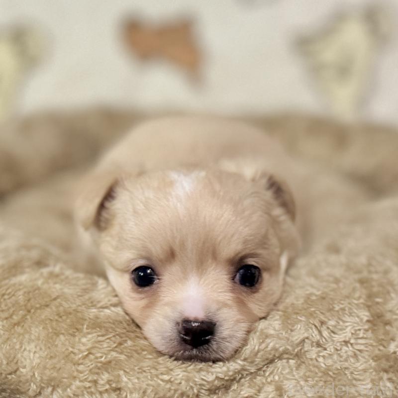 販売中の鹿児島県のチワワ(ロングコート)-449459の10枚目