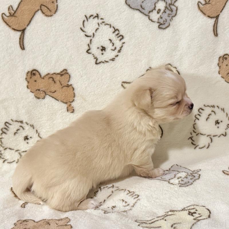 販売中の鹿児島県のチワワ(ロングコート)-449459の9枚目