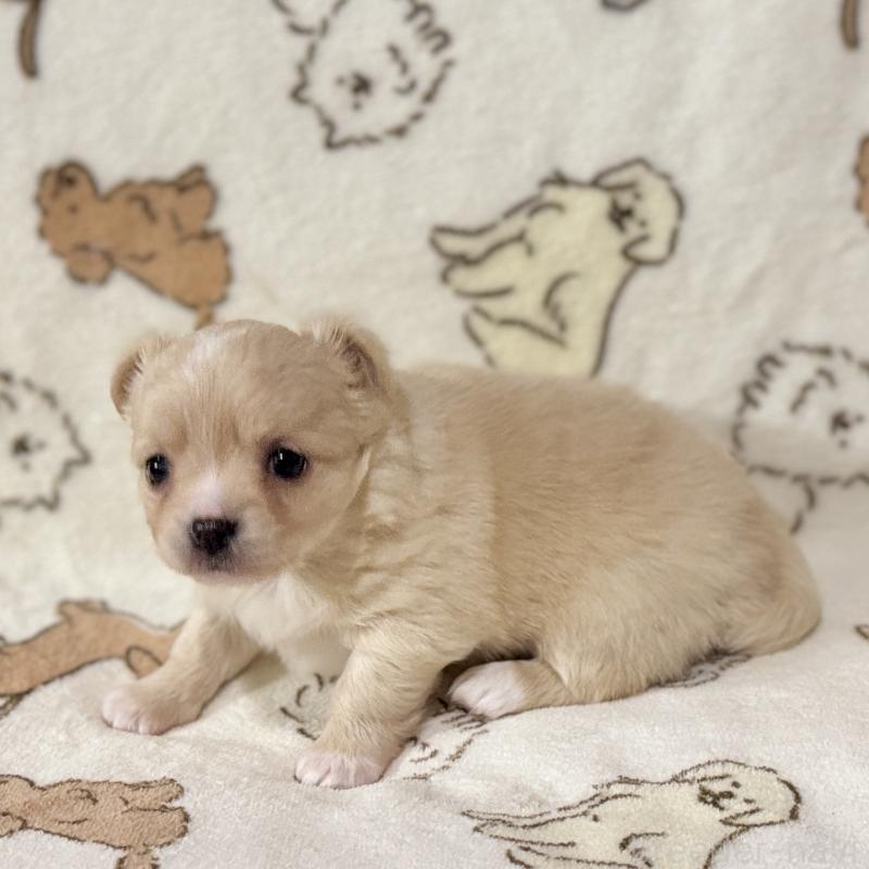 販売中の鹿児島県のチワワ(ロングコート)-449459の7枚目