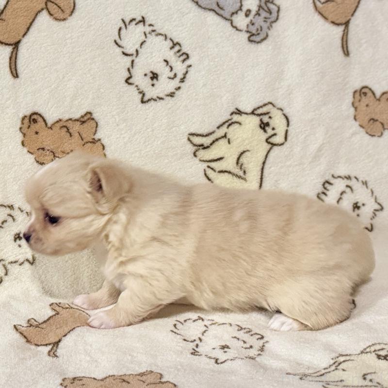 販売中の鹿児島県のチワワ(ロングコート)-449459の6枚目