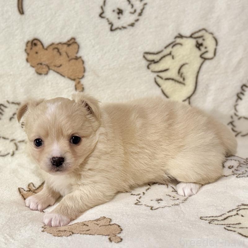 販売中の鹿児島県のチワワ(ロングコート)-449459の5枚目