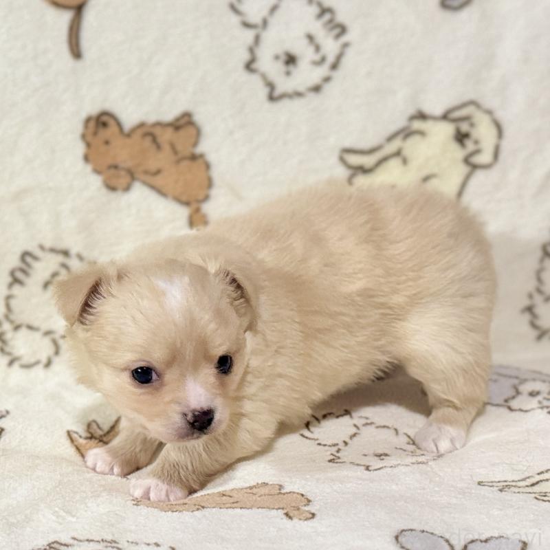 販売中の鹿児島県のチワワ(ロングコート)-449459の4枚目