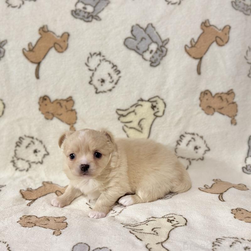 販売中の鹿児島県のチワワ(ロングコート)-449459の3枚目